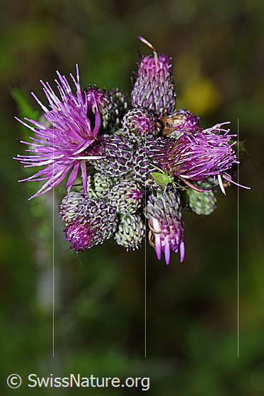 Foto: Grüne Distelwanze (Calocoris affinis) Sumpf-Kratzdistel (Cirsium palustre). Länge 8mm. Ansicht von vorne.