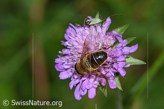 Foto: Mistbiene (Eristalis tenax) Wald-Witwenblume (Knautia dipsacifolia). Männchen.
