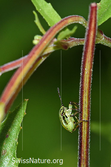 Photo: Palomena prasina. Larve. View from the side.