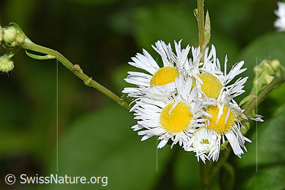 Einjähriges Berufkraut (Erigeron annuus)