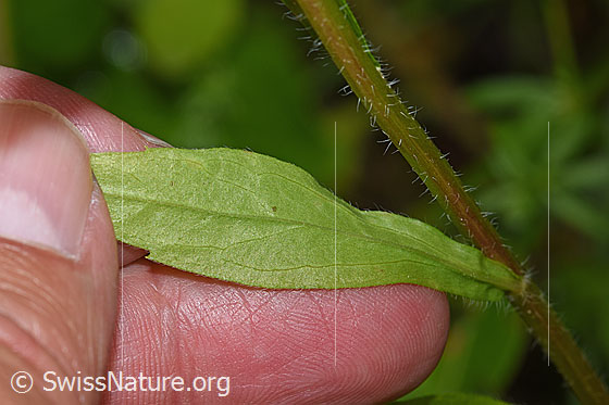 Photo: Erigeron annuus. Leaf underside. Neophyte.