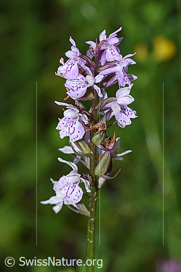 Photo: Dactylorhiza fuchsii. Inflorescence.