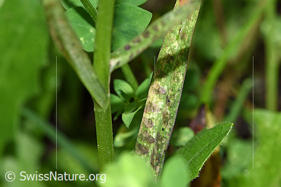 Photo: Dactylorhiza fuchsii. Leaf top.