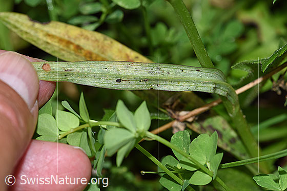 Photo: Dactylorhiza fuchsii. Leaf underside.