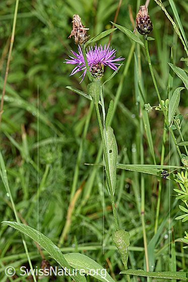 Photo: Centaurea jacea. Whole plant (habiti).
