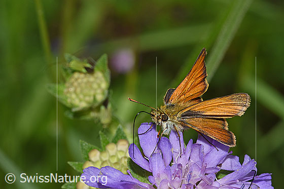 Foto: Braunkolbiger Braundickkopffalter (Thymelicus sylvestris) auf Wald-Witwenblume (Knautia dipsacifolia).