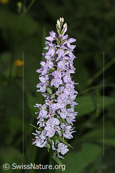 Photo: Dactylorhiza fuchsii. Inflorescence.