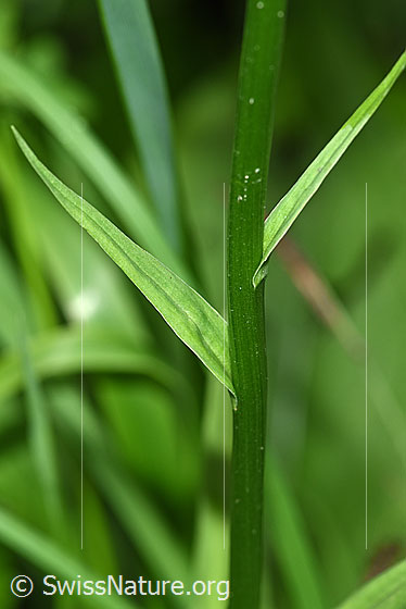 Photo: Dactylorhiza fuchsii. Stem leaves.
