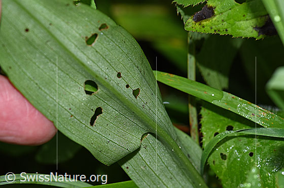 Photo: Dactylorhiza fuchsii. Leaf underside.