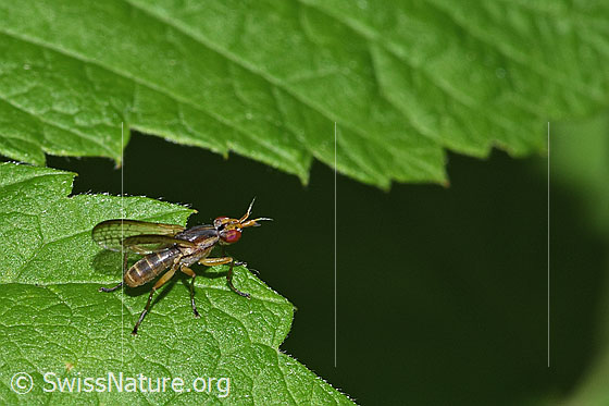 Foto: Wahrscheinlich Limnia unguicornis (Hornfliege). Länge 4.5 - 7.5mm. Ansicht von seitlich oben.