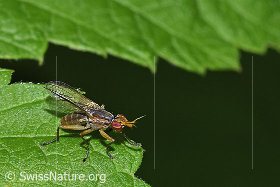 Foto: Wahrscheinlich Limnia unguicornis (Hornfliege). Länge 4.5 - 7.5mm. Ansicht von seitlich oben.
