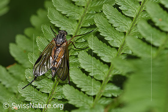 Foto: Gemeine Schnepfenfliege (Rhagio scolopaceus). Länge 13mm. Weibchen. Ansicht von oben.
