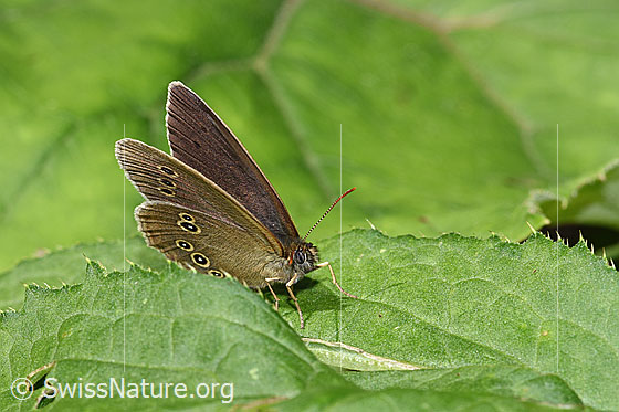 Photo: Aphantopus hyperantus. Wings little open. View diagonally from the front.