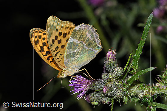 Photo: Argynnis paphia on Cirsium palustre. Wings half open. View from the side.