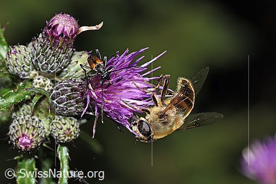 Foto: Mistbiene (Eristalis tenax) an Sumpf-Kratzdistel (Cirsium palustre). Länge 14 - 18mm. Weibchen. Ansicht von der Seite.