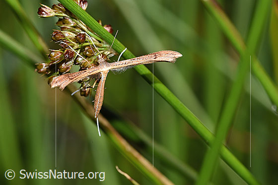 Stenoptilia annadactyla (Federmotte)