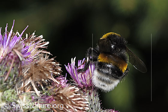 Foto: Wahrscheinlich Dunkle Erdhummel (Bombus terrestris) an Sumpf-Kratzdistel (Cirsium palustre). Länge 20mm. Königin. Ansicht von hinten.