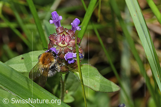 Foto: Ackerhummel (Bombus pascuorum) an Gemeine Brunelle (Prunella vulgaris). Länge 9 - 15mm. Ansicht von schräg vorne.