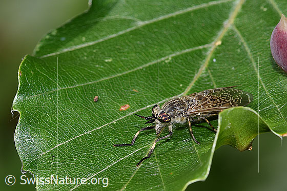 Foto: Regenbremse (Haematopota pluvialis). Weibchen. Ansicht von schräg vorne.