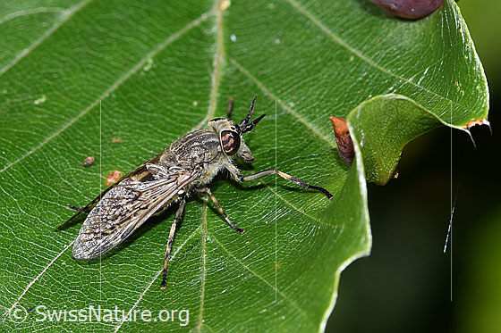 Foto: Regenbremse (Haematopota pluvialis). Weibchen. Ansicht von schräg hinten.