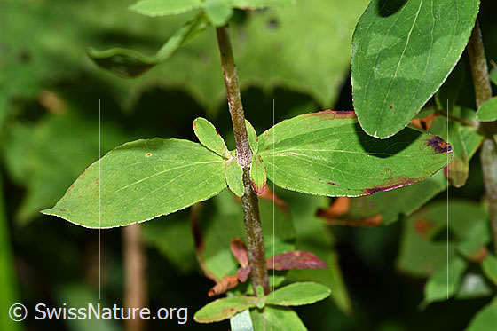 Foto: Geflecktes Johanniskraut (Hypericum maculatum). Blätter und Stängel.