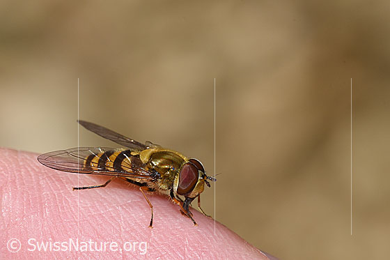 Foto: Behaarte Schwebfliege (Syrphus torvus). Ansicht von der Seite.