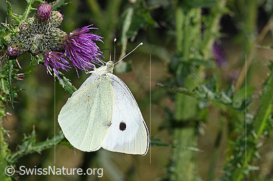 Foto: Grosser Kohlweissling (Pieris brassicae) an Sumpf-Kratzdistel (Cirsium palustre). Männchen. Flügel geschlossen. Ansicht von der Seite.