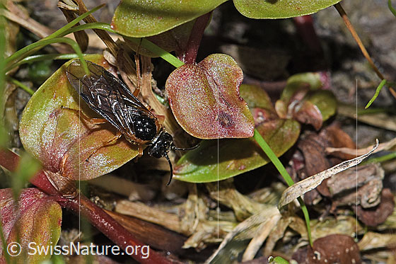 Foto: Monostegia abdominalis (Echte Blattwespe). Länge 8.5mm. Ansicht von oben.
