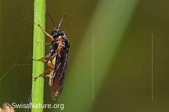 Monostegia abdominalis (Echte Blattwespe)