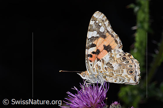 Foto: Distelfalter (Vanessa cardui) auf Sumpf-Kratzdistel (Cirsium palustre). Flügel geschlossen. Ansicht von der Seite.