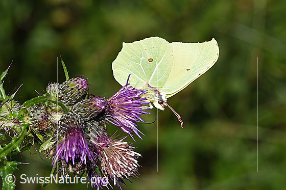Foto: Zitronenfalter (Gonepteryx rhamni) an Sumpf-Kratzdistel (Cirsium palustre). Flügel geschlossen. Ansicht von schräg vorne.