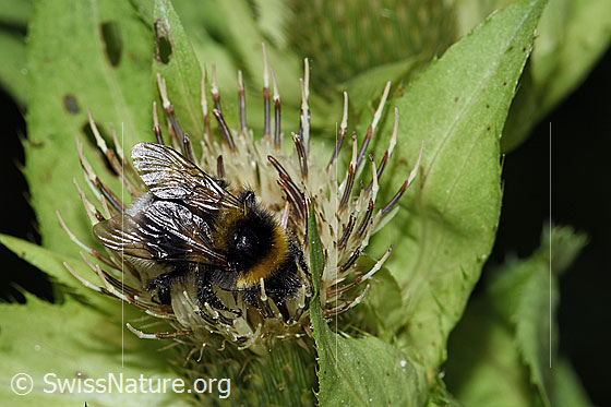 Photo: Probably Bombus lucorum on Cirsium oleraceum. Length 20mm. Queen. View from the side above.