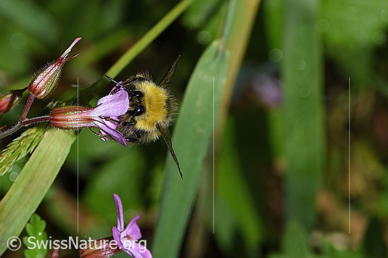 Foto: Wiesenhummel (Bombus pratorum) an Ruprechtskraut (Geranium robertianum). Länge 9 - 17mm. Ansicht von vorne. Wird auch Kleine Waldhummel genannt.