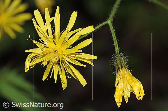 Foto: Sumpf-Pippau (Crepis paludosa). Blüten.