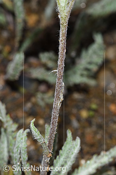 Foto: Zwerg-Schafgarbe (Achillea nana). Stängel.