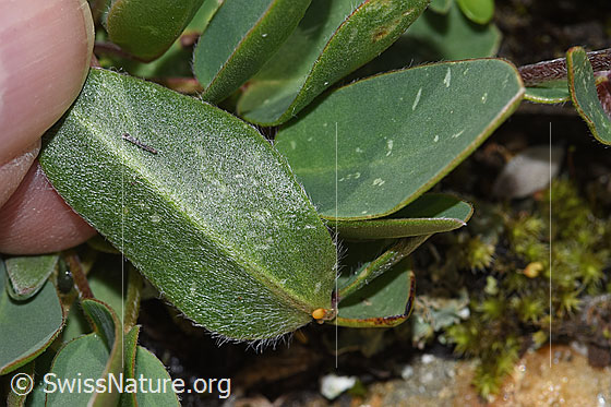 Foto: Alpen-Wundklee (Anthyllis vulneraria ssp. alpestris). Blattunterseite.