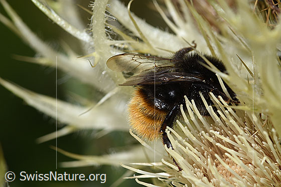 Foto: Bergwald-Hummel (Bombus wurflenii) auf Alpen-Kratzdistel (Cirsium spinosissimum). Länge 13 - 16mm. Ansicht von seitlich oben.
