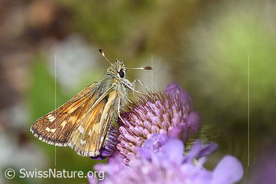Photo: Hesperia comma on Scabiosa lucida. Female. View from the side.