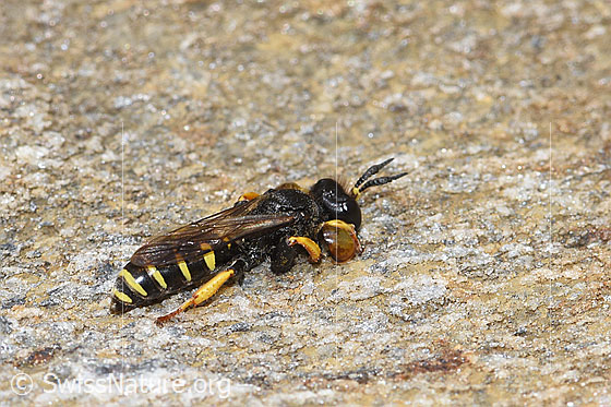 Photo: Grabwespe. Male. View from the side above.