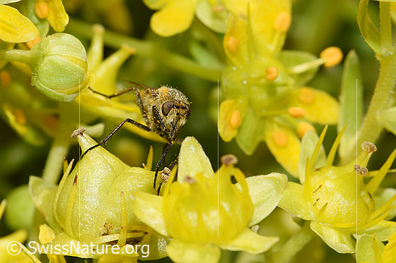 Foto: Gewöhnliche Stilettfliege (Thereva nobilitata) an Bewimpertem Steinbrech (Saxifraga aizoides). Länge 9 - 13mm. Weibchen. Ansicht von vorne.
