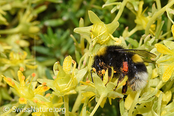 Foto: Hellgelbe Erdhummel (Bombus lucorum) auf Bewimpertem Steinbrech (Saxifraga aizoides). Länge 9 - 16mm. Wird auch Helle Erdhummel genannt. Ansicht von der Seite.