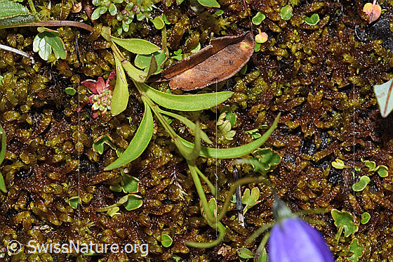 Foto: Scheuchzers Glockenblume (Campanula scheuchzeri). Blätter und Stängel.