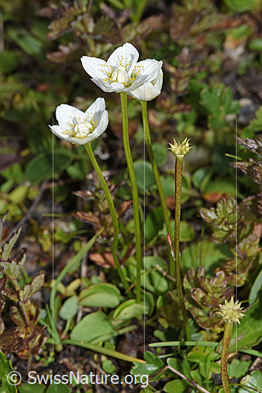 Photo: Parnassia palustris. Whole plant (habiti).