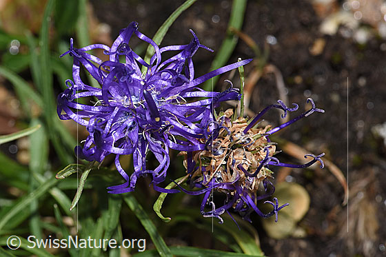 Photo: Phyteuma hemisphaericum. Blossoms.