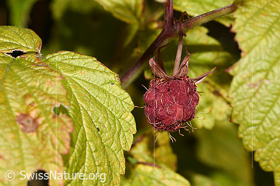 Foto: Himbeere (Rubus idaeus). Frucht und Blätter.