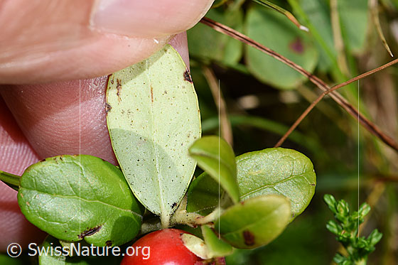 Foto: Preiselbeere (Vaccinium vitis-idaea). Blattunterseite.