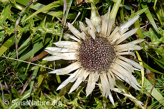 Foto: Silberdistel (Carlina acaulis ssp. caulescens). Blüte.