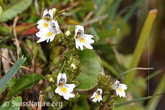 Foto: Gebräuchlicher Augentrost (Euphrasia rostkoviana). Blüten.