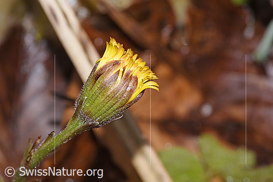 Photo: Tussilago farfara. Closed flower. View from the side.