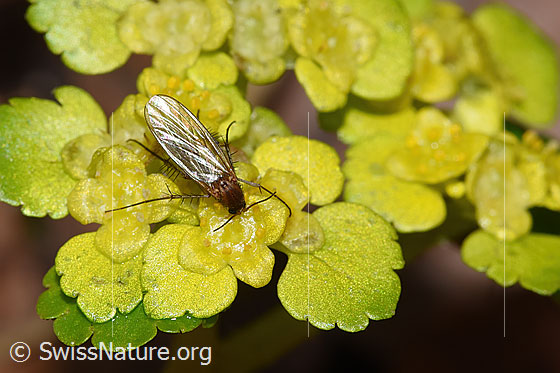 Photo: Probably Fungus gnat of the genus Mycetophila on Chrysosplenium alternifolium. View from above.